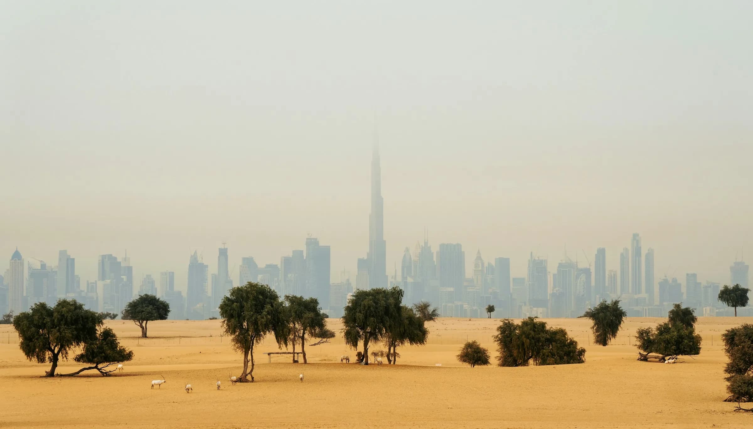 Arabian oryx grazing among ghaf trees on desert sand, with the Dubai skyline and the Burj Khalifa in the haze behind